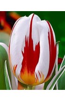 Tulipa Happy Generation